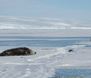 An emperor penguin looking at a seal in the access hole with another seal laying on the sea ice.