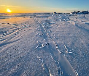 Emperor penguin tracks in the snow from belly sliding propelled by feet and flippers.