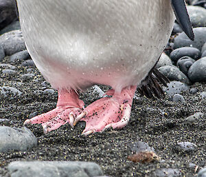 The pink feet of a royal penguin on the black sand