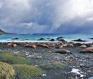 A group of elephant seals on the beach with blue water and grey clouds in the background