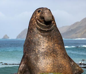 Large brown elephant seal on the beach in front blue waves with steep cliffs in the background