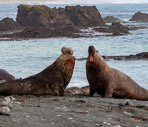 Two elephant seals fighting on the black sandy beach