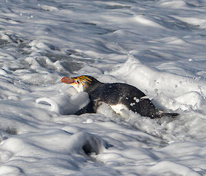 A small penguin swims through the foam of waves to come ashore