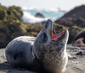 A grey seal on the sandy beach with it's mouth open in the sunshine