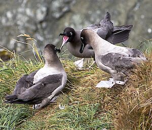 Three grey albatrosses squawking on a grassy tussock