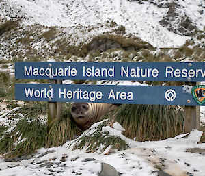 A blue sign in the snow saying Macquarie Island Nature Reserve World Heritage Area