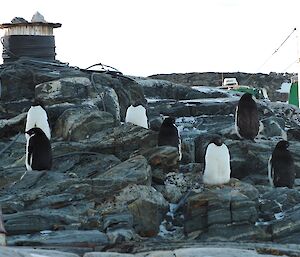 Seven penguins sit on the side of a rocky hill