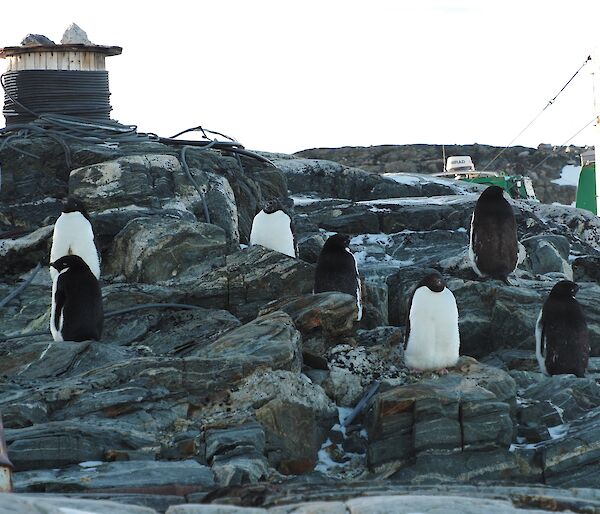 Seven penguins sit on the side of a rocky hill