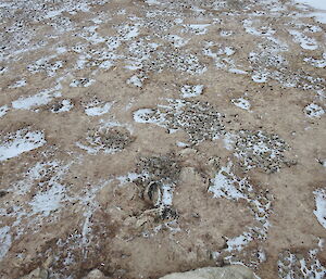 Adélie nests before the birds arrive showing piles of small rocks