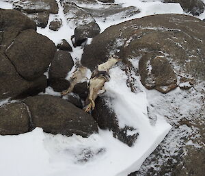 Picture of a dead penguin carcass lying in the rocks and snow