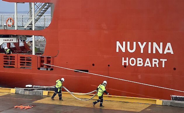 Tying the ropes from the Nuyina to the wharf