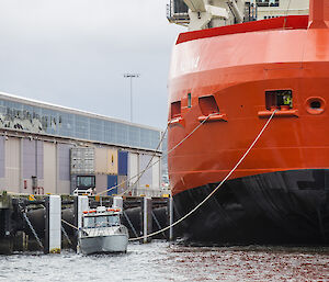 RSV Nuyina being tied up at the wharf