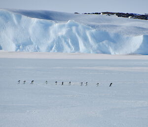 Adélie penguins walking in on the sea ice heading towards the islands for breeding season