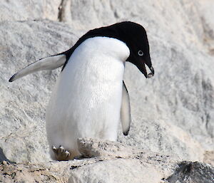Adélie penguin with rock in his beak starting to build his nest
