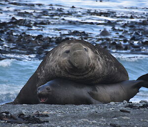 A large Elephant seal lies next to a smaller seal on the black sandy beach