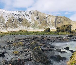 A group of seals lie in the swallow water on the edge of the water