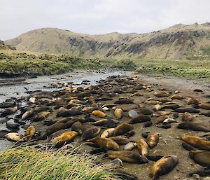 A group of seals lie near a creek running out to the ocean