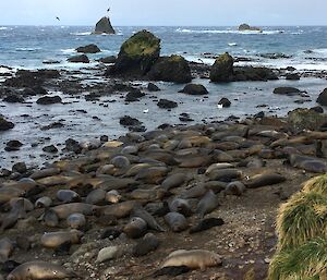 A colony of seals lie on a rocky beach next to the ocean