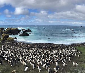 Hundreds of penguins gathered in a cove