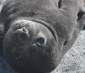 Elephant seal pup lying on the sand