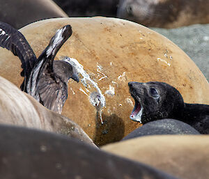 Elephant seal pup feeding from its mum with a skua looking on