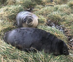 Two young weaners lie in the grass