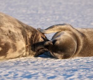 A mother and pup bonding in the sunshine