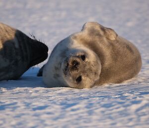 A seal pup looks towards the camera as it lies on the snow