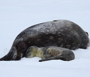 Seal pup stays close to mum