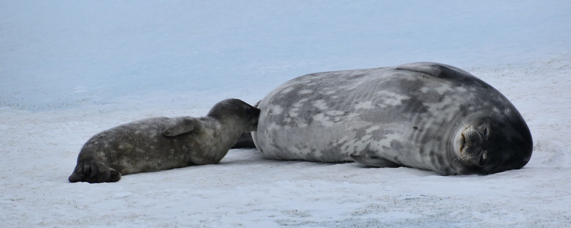 A seal pup feeding on the snow
