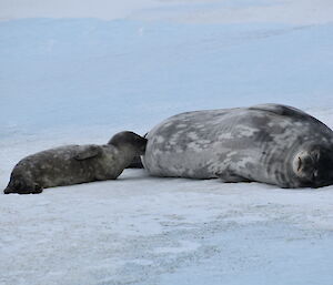 A seal pup feeding on the snow