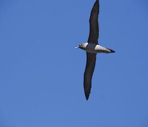 A light-mantled albatross flies through the blue sky