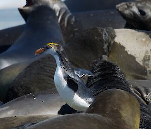 A solo royal penguin jumps across the back of a seal