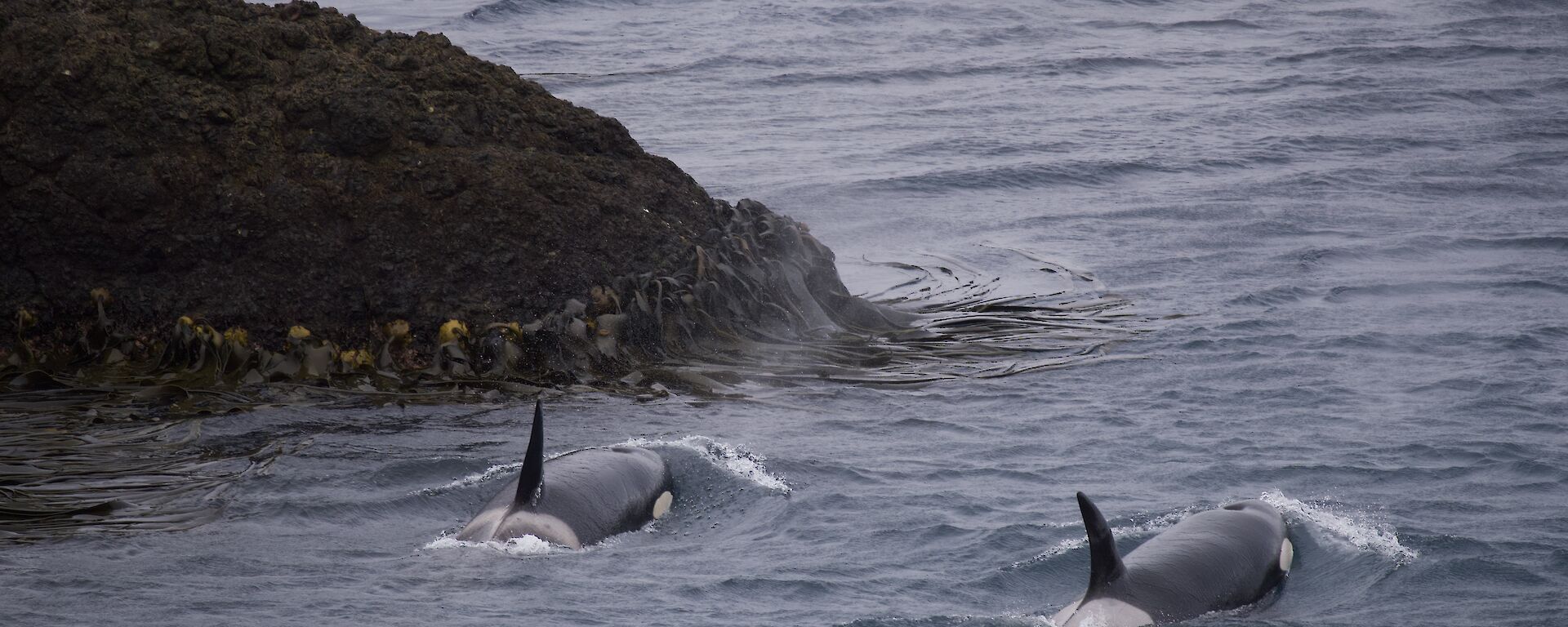 Two orcas moving through the water heading out to sea