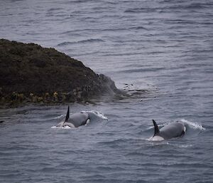 Two orcas moving through the water heading out to sea