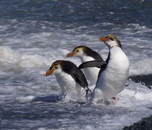 Three royal penguins standing in the surf