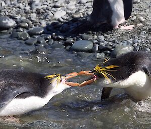 Two royal penguins in shallow water facing each other with beaks open