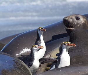 A group of royal penguins move between the seals on the foreshore