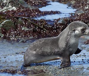 A sole fur seal pup moves up the beach past rocks and seaweed