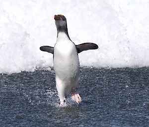 A royal penguin waddles quickly away from the breaking waves