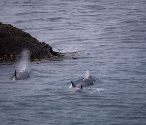 Two orcas moving through the water heading out to sea