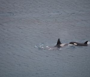 An orca and her calf break the surface of the grey ocean