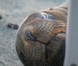 A very close up face of a Hooker sea lion stares at the camera