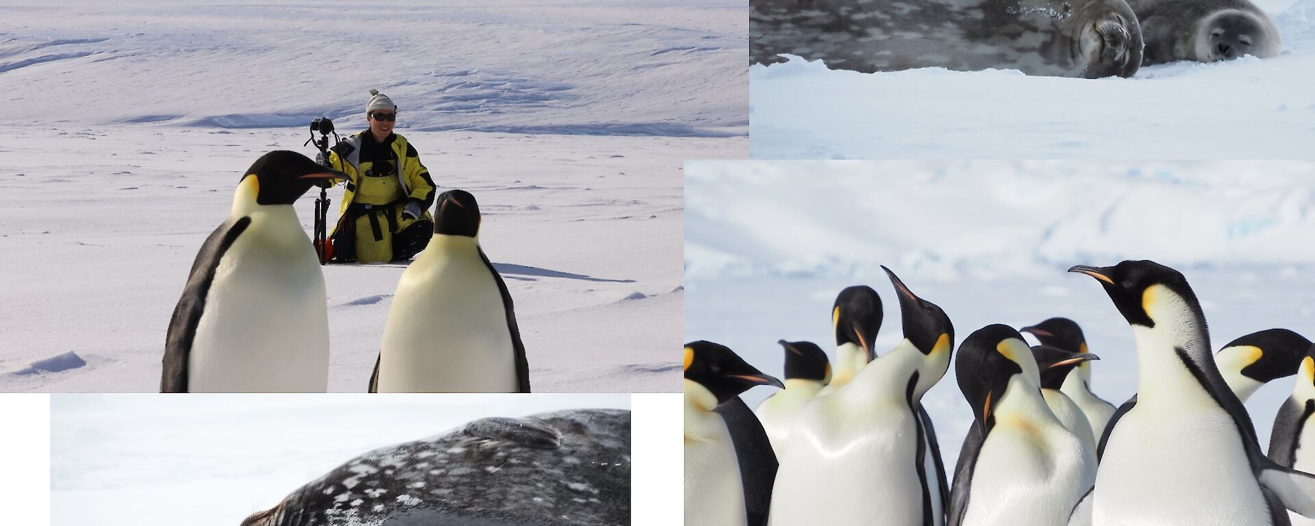 A montage of four photos showing emperor penguins and seals on the sea ice