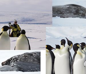 A montage of four photos showing emperor penguins and seals on the sea ice