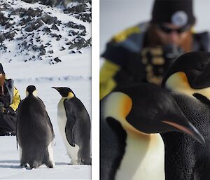 A bearded man in a beanie sits quietly near some emperor penguins