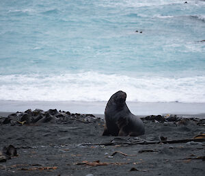 A lone elephant seal sits on the black sand of the beach in front of the waves