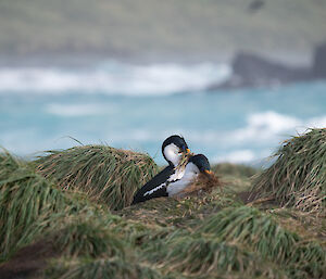 Blue-eyed cormorants building a nest with nearby grasses