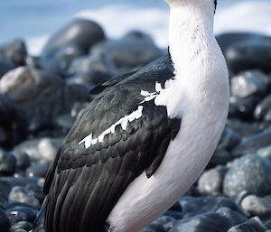 Blue-eyed cormorant stands on the rocks