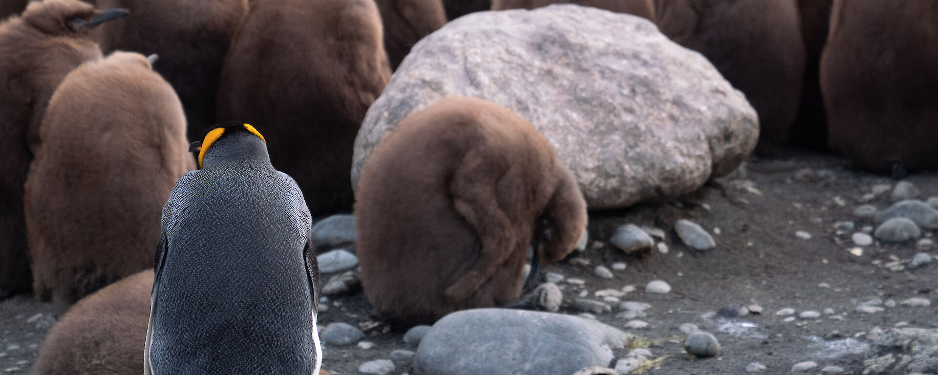 King penguin over looks the creche of chicks